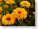 FJS02daisies.jpg Flora Flora - Flower Blossoms yellow