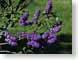 FJS02lilacs.jpg Flora - Flower Blossoms purple lavendar lavender green photography