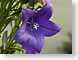 FJS02purple.jpg Flora - Flower Blossoms purple lavendar lavender closeup close up macro zoom photography