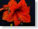 FJS02redlion.jpg Flora - Flower Blossoms black closeup close up macro zoom red photography