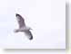 FJS03seagull.jpg Fauna birds avian animals white photography