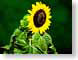 FJS03sunflower.jpg Flora - Flower Blossoms yellow green closeup close up macro zoom photography