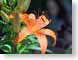 FJS060612tiger.jpg Flora - Flower Blossoms closeup close up macro zoom orange photography