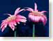 FJS060901gerbera.jpg Flora - Flower Blossoms closeup close up macro zoom blue pink photography