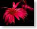 FJS060902gerbera.jpg Flora - Flower Blossoms black closeup close up macro zoom red photography