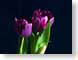 FJS0703Tulips.jpg Flora - Flower Blossoms dark closeup close up macro zoom photography