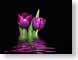 FJS0703springTu.jpg Flora - Flower Blossoms black computer generated images cgi photography ripples