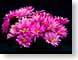 FJS0804daisies.jpg Flora - Flower Blossoms black pink photography