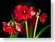 FJS0812Amarylls.jpg Flora - Flower Blossoms black red photography
