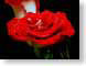 FJS0812RedRoses.jpg Flora - Flower Blossoms black closeup close up macro zoom red dew water photography