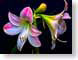 FJS0812Vera.jpg Flora - Flower Blossoms netherlands photography amaryllis