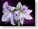 FJS0912AmarAppBl.jpg white Flora - Flower Blossoms purple lavendar lavender closeup close up macro zoom red photography