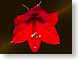 FJS1001AmarGerb.jpg Flora - Flower Blossoms circles red photography