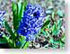 FJS1001DGHyacin.jpg Flora - Flower Blossoms green blue spring photography