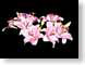 FJS1001PinkStarg.jpg Flora - Flower Blossoms pink photography