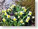 FJS1004Daffodils.jpg Flora - Flower Blossoms yellow gardens photography