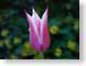 FJS200604tulip.jpg Flora - Flower Blossoms closeup close up macro zoom photography