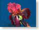 FJS200605iris.jpg Flora - Flower Blossoms closeup close up macro zoom blue red photography