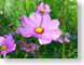 FJS200609Daisy.jpg Flora - Flower Blossoms green closeup close up macro zoom pink photography