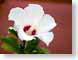FJS200609ROS.jpg Flora - Flower Blossoms closeup close up macro zoom photography