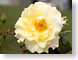 FJS200609Rose.jpg Flora - Flower Blossoms closeup close up macro zoom photography