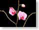 FJS200610Orchid.jpg Flora - Flower Blossoms black closeup close up macro zoom pink photography