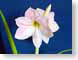 FJS200612amaryll.jpg Flora - Flower Blossoms closeup close up macro zoom blue photography