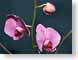 FJS200702orchids.jpg Flora - Flower Blossoms purple lavendar lavender closeup close up macro zoom photography