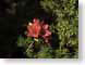 FJS2007052azalea.jpg Flora - Flower Blossoms green closeup close up macro zoom red photography