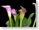 FJS200705cala.jpg Flora - Flower Blossoms black photography