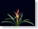 FJS200705guzmani.jpg Flora - Flower Blossoms leaves leafs black green red photography