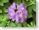 FJS200705rhodo.jpg Flora - Flower Blossoms purple lavendar lavender green closeup close up macro zoom photography