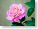 FJS2007062rose.jpg Flora - Flower Blossoms closeup close up macro zoom photography