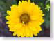 FJS200706daisy.jpg Flora - Flower Blossoms yellow closeup close up macro zoom photography