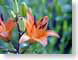 FJS200706tiger.jpg Flora - Flower Blossoms green closeup close up macro zoom orange photography