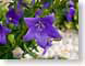 FJS200707purple.jpg Flora - Flower Blossoms purple lavendar lavender closeup close up macro zoom photography