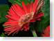 FJS200708Gerbera.jpg Flora - Flower Blossoms closeup close up macro zoom red photography daisy daisies