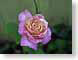 FJS200708Rose.jpg Flora - Flower Blossoms closeup close up macro zoom pink photography