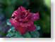 FJS200708wetRose.jpg Flora - Flower Blossoms closeup close up macro zoom red photography