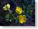FJS200708wildflo.jpg Flora - Flower Blossoms yellow closeup close up macro zoom photography
