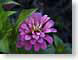 FJS200709Flora.jpg Flora - Flower Blossoms purple lavendar lavender green closeup close up macro zoom photography