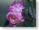 FJS200709rose.jpg Flora - Flower Blossoms purple lavendar lavender closeup close up macro zoom pink photography