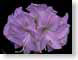 FJS200712Amaryll.jpg Flora - Flower Blossoms purple lavendar lavender black closeup close up macro zoom photography