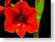 FJS200712Amigo.jpg Flora - Flower Blossoms green closeup close up macro zoom red photography