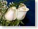 FJS20080302Roses.jpg Flora - Flower Blossoms closeup close up macro zoom photography