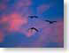 FJS200803Geese.jpg Fauna Sky birds avian animals clouds sunrise sunset dawn dusk pink photography