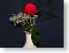 FJS200803rose.jpg Flora - Flower Blossoms black red photography