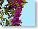 FJS200804Lilac.jpg Flora - Flower Blossoms purple lavendar lavender photography