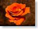 FJS200804YelRose.jpg Flora - Flower Blossoms closeup close up macro zoom orange photography