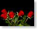 FJS200804roses.jpg Flora - Flower Blossoms black green red photography